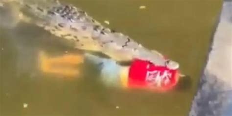 soccer player eaten by crocodile